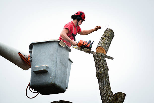 How Our Tree Care Process Works  in  Regency At Monroe, NJ